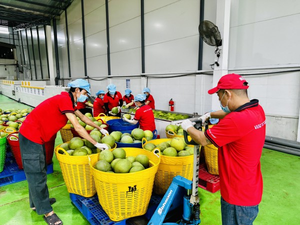 Chính thức bán bưởi da xanh Vĩnh Long vào thị trường Úc