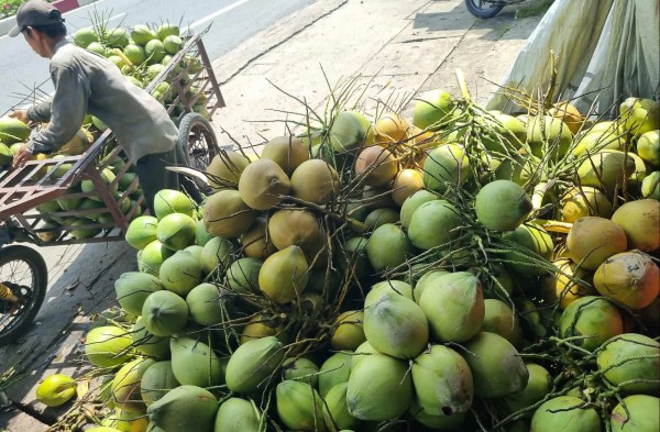 Dừa 'sốt' giá, nhiều nơi chặt bỏ cam sành, mít Thái để trồng dừa Dừa 'sốt' giá, nhiều nơi chặt bỏ cam sành, mít Thái để trồng dừa