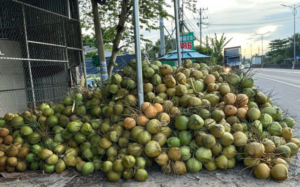 Dừa 'sốt' giá, nhiều nơi chặt bỏ cam sành, mít Thái để trồng dừa Dừa 'sốt' giá, nhiều nơi chặt bỏ cam sành, mít Thái để trồng dừa