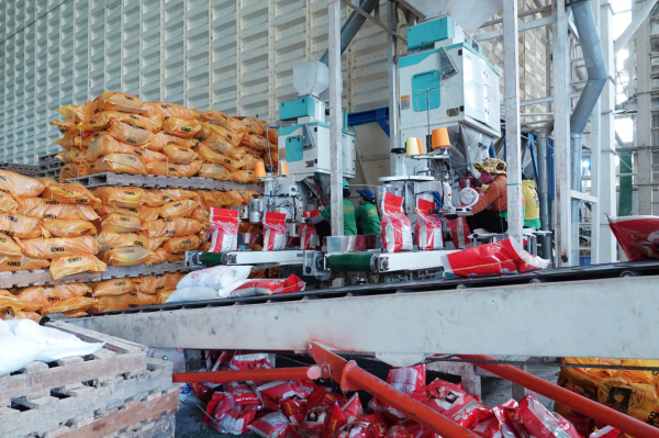 Gạo Việt Nam bất ngờ gặp 'đối thủ mới' ở thị trường Philippines Gạo Việt Nam bất ngờ gặp 'đối thủ mới' ở thị trường Philippines