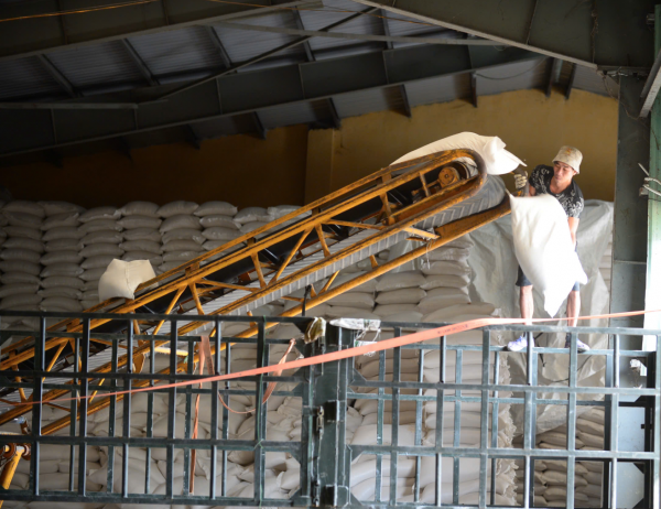 Gạo Việt Nam đón tin vui khi Philippines lên kế hoạch nhập khẩu từ đầu năm 2026 Gạo Việt Nam đón tin vui khi Philippines lên kế hoạch nhập khẩu từ đầu năm 2026