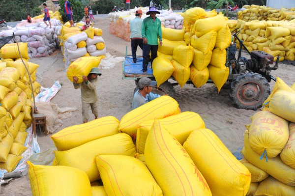 Gạo Việt Nam và Thái Lan tiếp tục tăng giá nhờ nhu cầu từ Indonesia