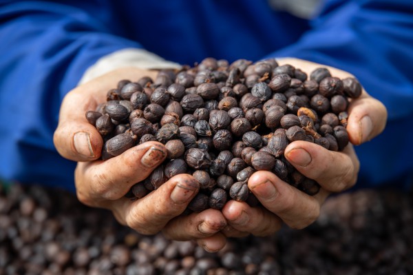 Giá cà phê Việt Nam tăng nhanh hơn thế giới, châu Âu tồn kho vẫn thấp Giá cà phê Việt Nam tăng nhanh hơn thế giới, châu Âu tồn kho vẫn thấp