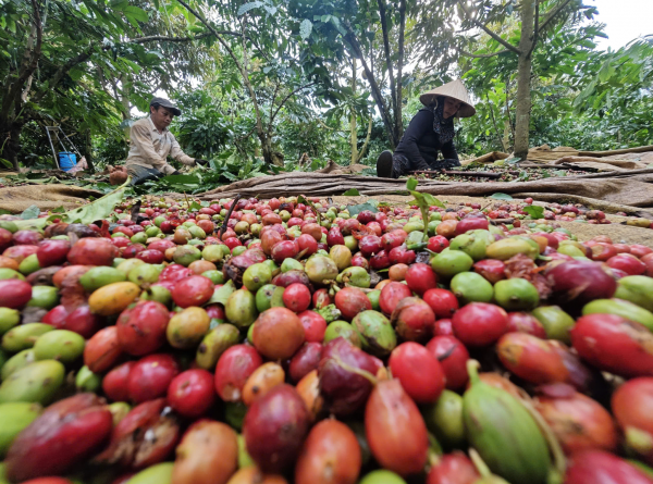 Giá cà phê có lấy lại mốc 100.000 đồng/kg? Giá cà phê có lấy lại mốc 100.000 đồng/kg?