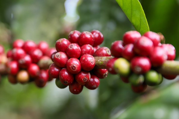 Giá cà phê lao dốc, Mỹ dự báo tiêu thụ tăng cao kỷ lục Giá cà phê lao dốc, Mỹ dự báo tiêu thụ tăng cao kỷ lục