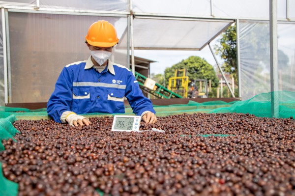 Giá cà phê lao dốc, vì sao? Giá cà phê lao dốc, vì sao?