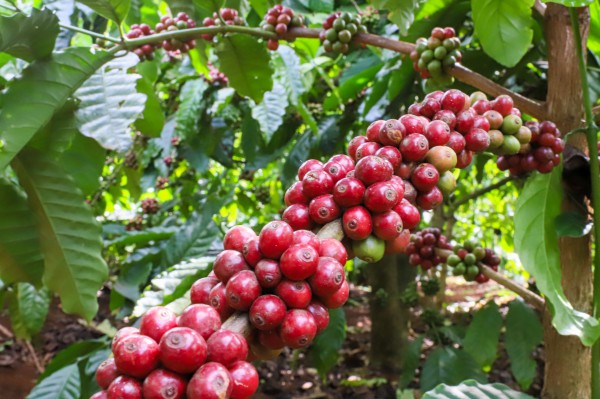 Giá cà phê rơi xuống mức thấp nhất 3 tháng qua, vì sao?