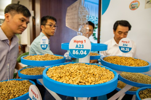 Giá cà phê tăng vùn vụt trước vụ thu hoạch, nông dân phấn khởi Giá cà phê tăng vùn vụt trước vụ thu hoạch, nông dân phấn khởi