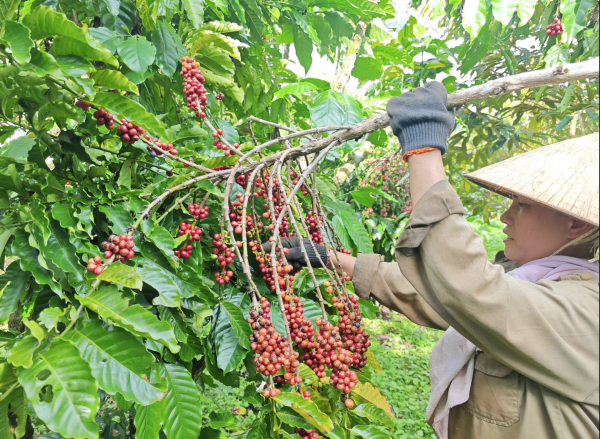 Giá cà phê tiếp tục lao dốc vì lo EUDR tiếp tục hoãn Giá cà phê tiếp tục lao dốc vì lo EUDR tiếp tục hoãn