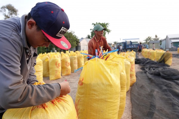 Giá gạo Việt Nam tăng mạnh, Philippines lại tìm cách hạn chế nhập