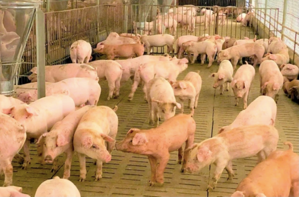 Giá heo hơi hôm nay 10.11.2025: Thấp kỷ lục Giá heo hơi hôm nay 10.11.2025: Thấp kỷ lục