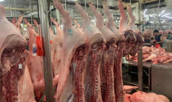Giá heo hơi hôm nay 1.10.2025: Lại tiếp tục giảm