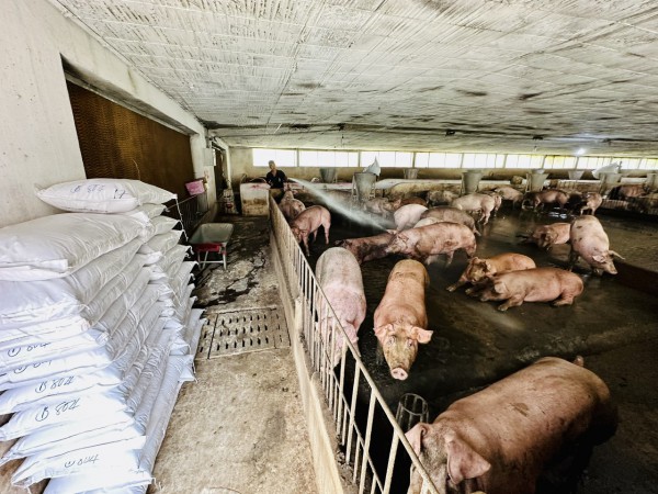 Giá heo hơi hôm nay 11.11.2025: Giảm sâu, người chăn nuôi lỗ nặng Giá heo hơi hôm nay 11.11.2025: Giảm sâu, người chăn nuôi lỗ nặng
