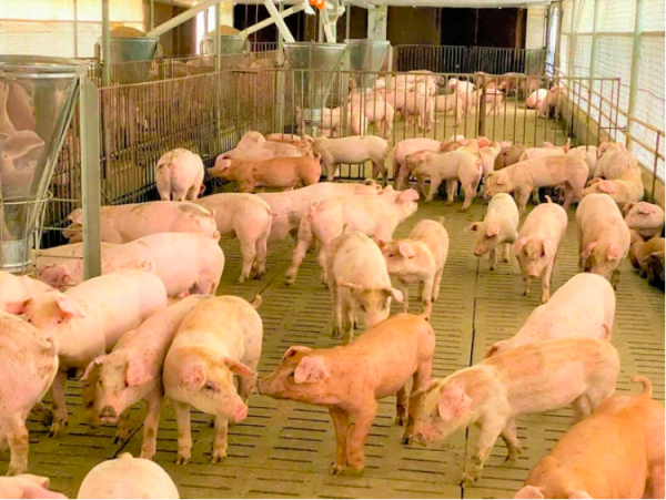 Giá heo hơi hôm nay 1.12.2025: Đồng loạt tăng trên cả 3 miền Giá heo hơi hôm nay 1.12.2025: Đồng loạt tăng trên cả 3 miền