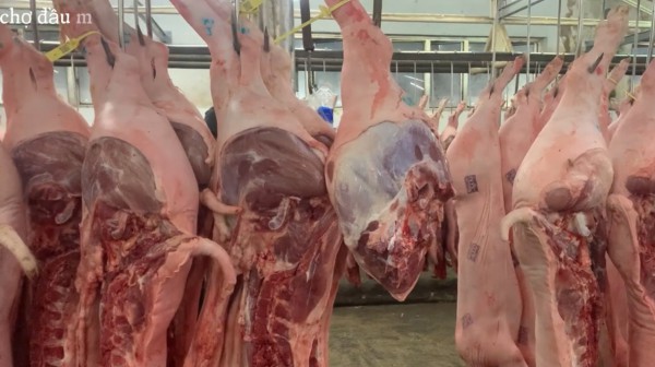 Giá heo hơi hôm nay 11.6.2025: Giảm nhẹ ở phía nam