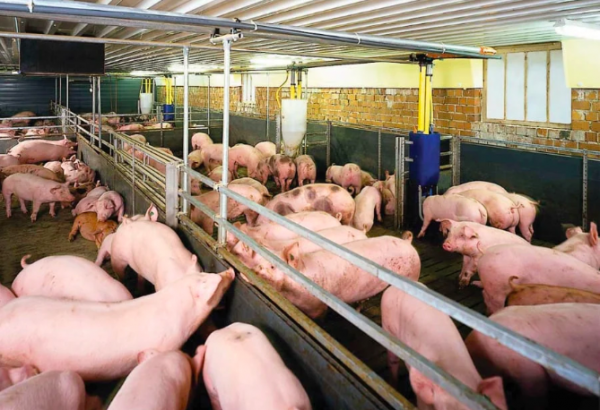 Giá heo hơi hôm nay 15.4.2026: Tăng trở lại trên cả nước