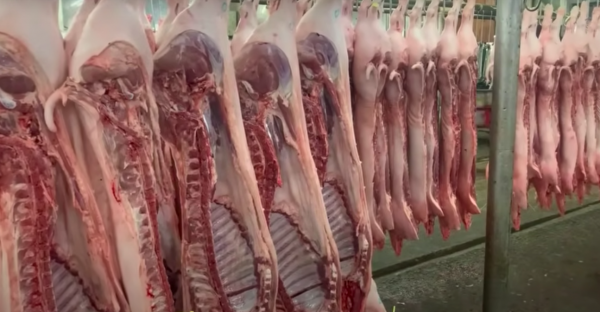 Giá heo hơi hôm nay 15.5.2026: Bình quân 68.000 đồng/kg Giá heo hơi hôm nay 15.5.2026: Bình quân 68.000 đồng/kg