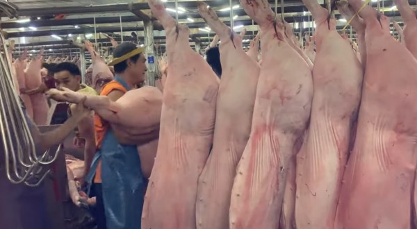 Giá heo hơi hôm nay 18.8.2025: Rớt dưới mốc 60.000 đồng/kg Giá heo hơi hôm nay 18.8.2025: Rớt dưới mốc 60.000 đồng/kg