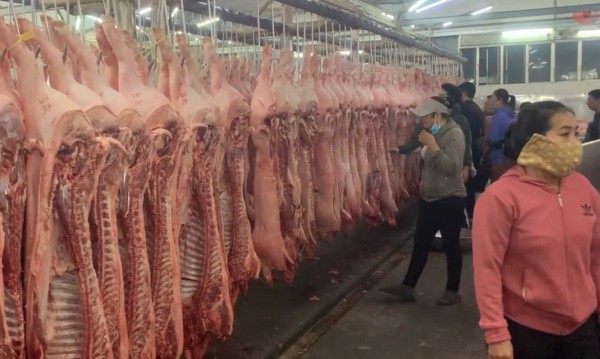 Giá heo hơi hôm nay 5.11.2025: Vì sao rớt thảm? Giá heo hơi hôm nay 5.11.2025: Vì sao rớt thảm?