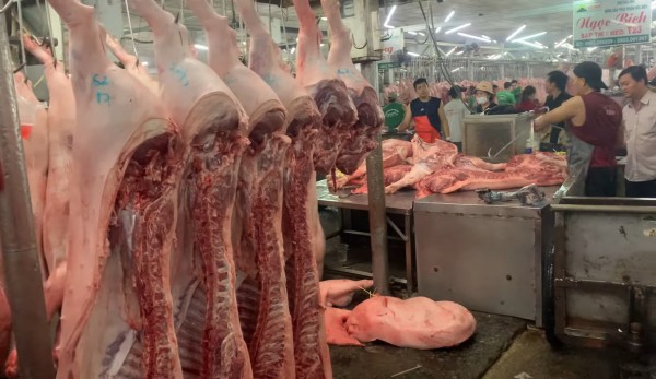 Giá heo hơi hôm nay 8.9.2025: Duy trì đà tăng Giá heo hơi hôm nay 8.9.2025: Duy trì đà tăng