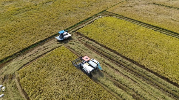 Giá lúa ở Đồng Tháp giảm mạnh Giá lúa ở Đồng Tháp giảm mạnh