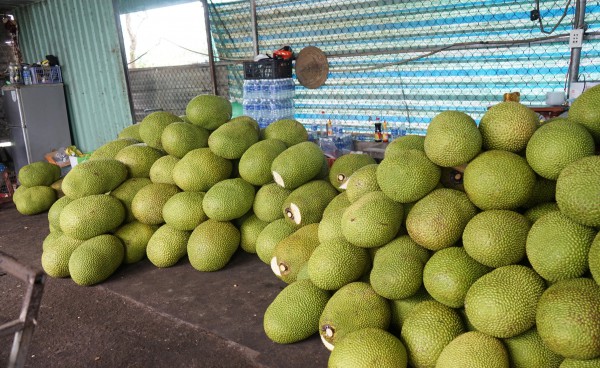 Giá mít liên tục lao dốc, nông dân gặp khó Giá mít liên tục lao dốc, nông dân gặp khó