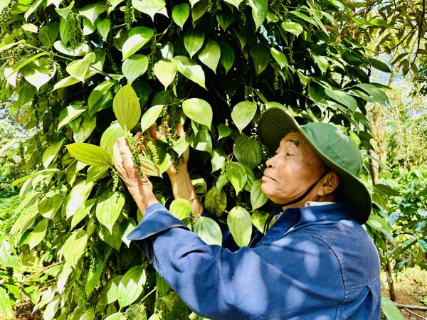 Giá tiêu giảm sâu, có kéo dài? Giá tiêu giảm sâu, có kéo dài?
