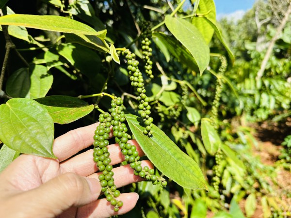 Giá tiêu tăng mạnh, xuất khẩu lập kỷ lục mới Giá tiêu tăng mạnh, xuất khẩu lập kỷ lục mới