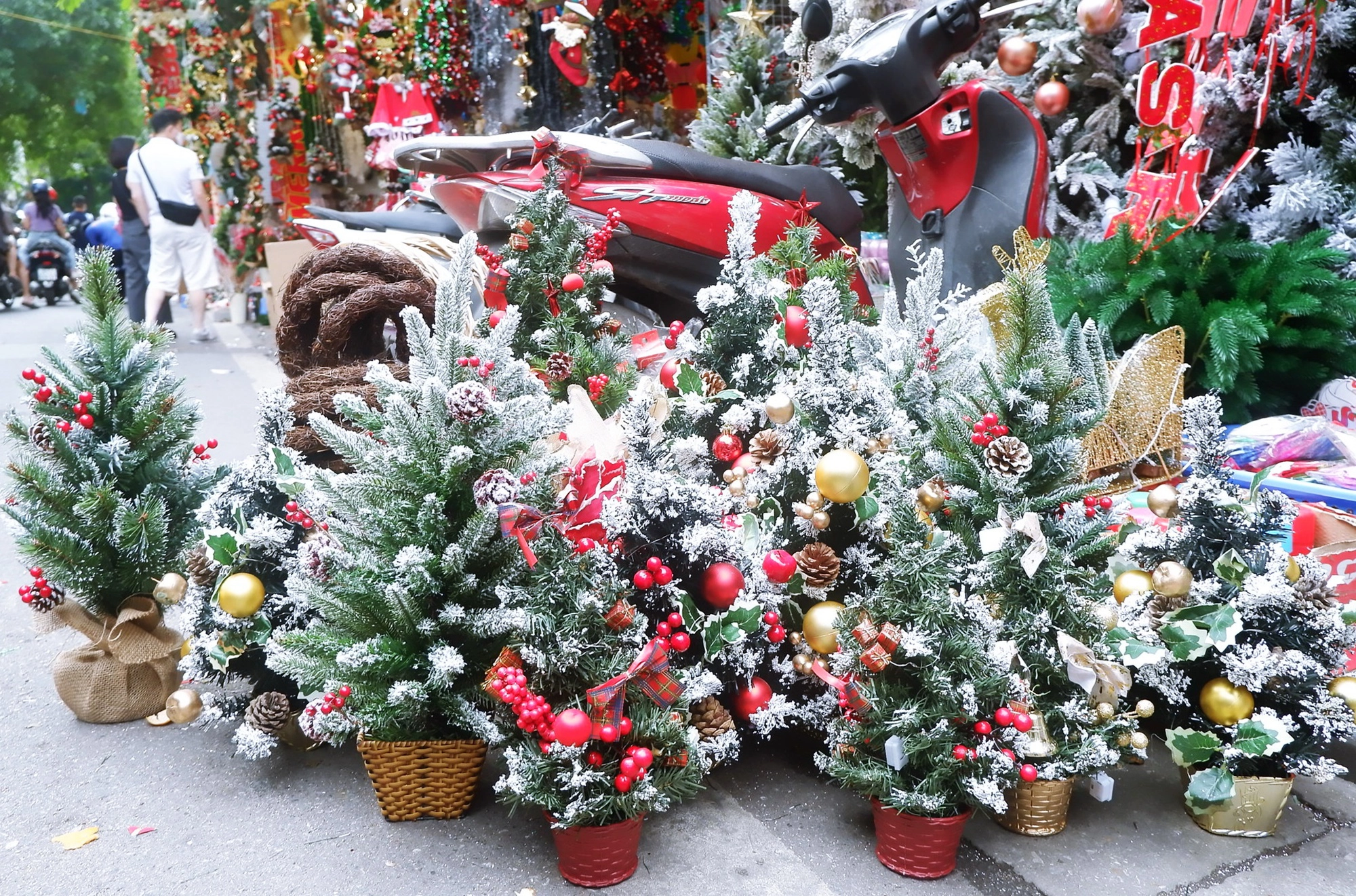 Hà Nội: Thị trường cây thông Noel nhộn nhịp, mức giá từ 10 - 20 triệu hút khách mua