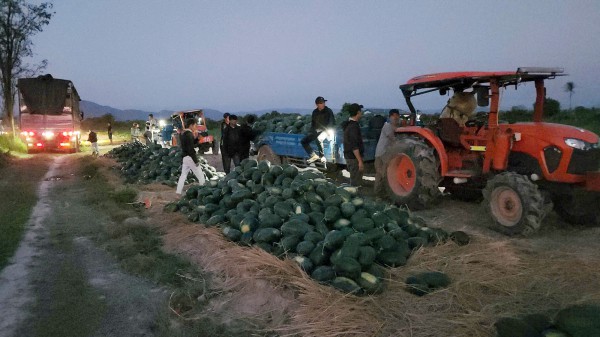 Hàng ngàn tấn dưa hấu 'ế' trên đồng, Gia Lai kêu gọi hỗ trợ tiêu thụ