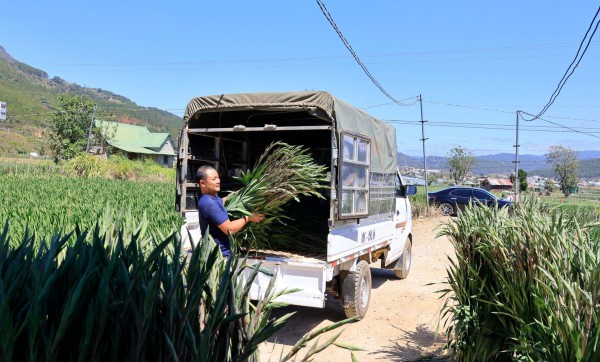 Hoa lay ơn Đà Lạt hút hàng dịp Tết Bính Ngọ, giá tăng mạnh