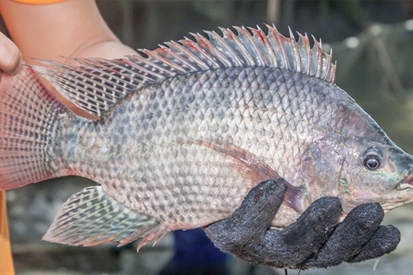 Kẹt đường Trung Đông, tôm cá ùn ùn Trung Quốc Kẹt đường Trung Đông, tôm cá ùn ùn Trung Quốc