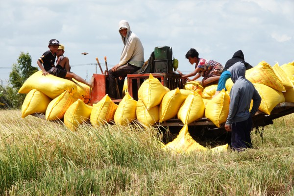 Khách mua gạo lớn nhất của Việt Nam khởi xướng điều tra tự vệ