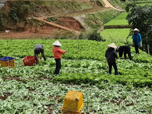Lâm Đồng kiểm tra nông sản không nguồn gốc dán mác Đà Lạt