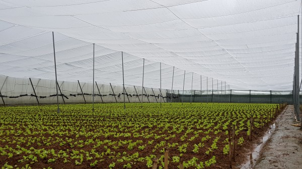 Lâm Đồng tăng tốc sản xuất rau, hoa phục vụ Tết Bính Ngọ 2026