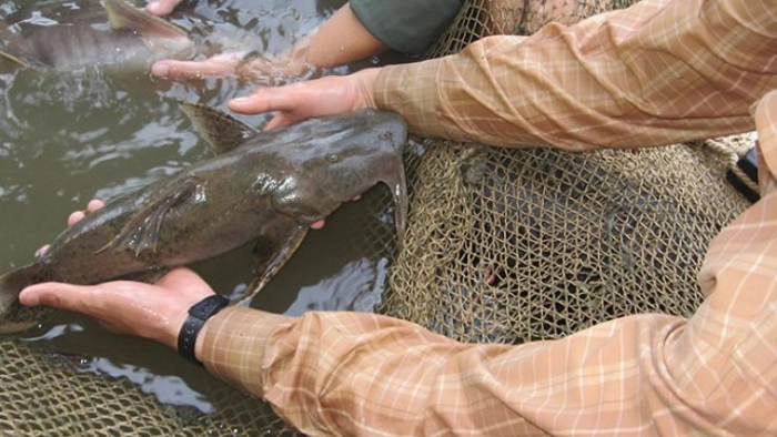 Loại cá xưa chỉ dùng để tiến vua, giờ là đặc sản có giá tới 650.000 đồng/kg