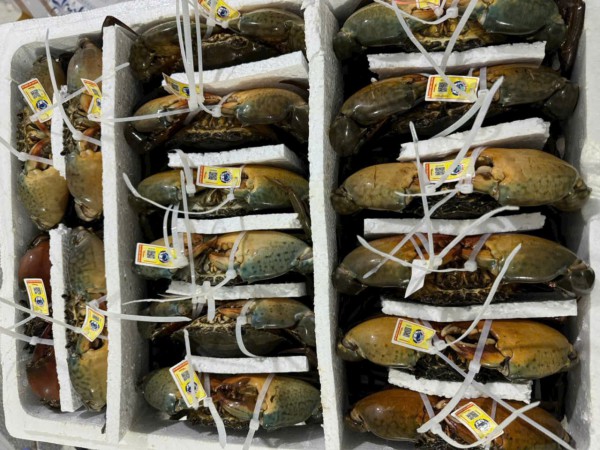 'Mở trói' để mở rộng thị trường cua Cà Mau 'Mở trói' để mở rộng thị trường cua Cà Mau