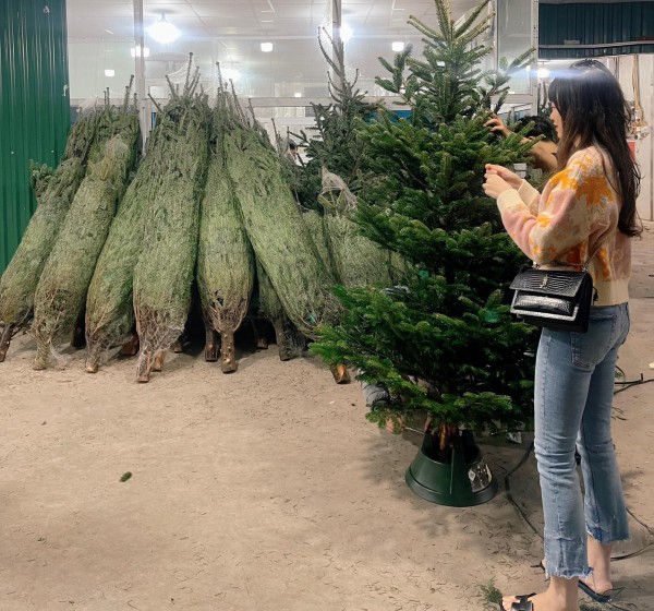 Mùa Giáng sinh: Thông tươi Đan Mạch có giá tiền triệu/cây nhưng vẫn không làm “chùn bước” người tiêu dùng