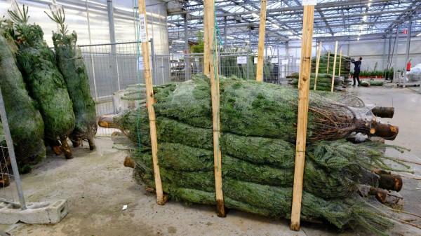 Mùa Giáng sinh: Thông tươi Đan Mạch có giá tiền triệu/cây nhưng vẫn không làm “chùn bước” người tiêu dùng