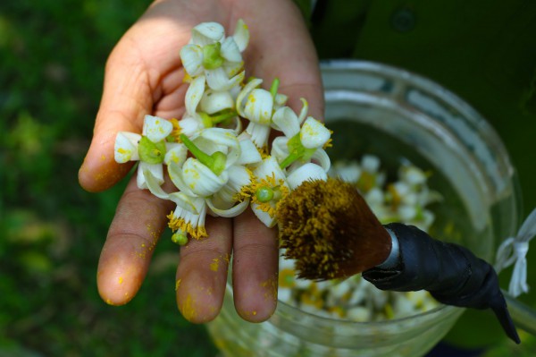 Người nông dân "se duyên" cho bưởi đặc sản ở Hà Tĩnh