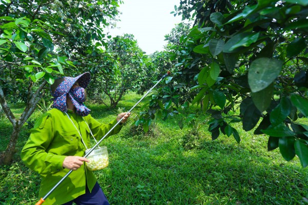 Người nông dân "se duyên" cho bưởi đặc sản ở Hà Tĩnh