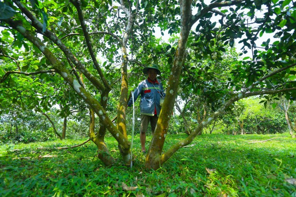 Người nông dân "se duyên" cho bưởi đặc sản ở Hà Tĩnh