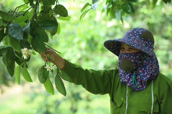 Người nông dân "se duyên" cho bưởi đặc sản ở Hà Tĩnh