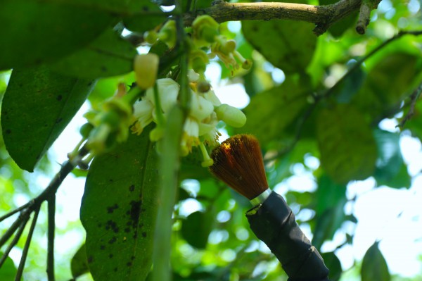 Người nông dân "se duyên" cho bưởi đặc sản ở Hà Tĩnh