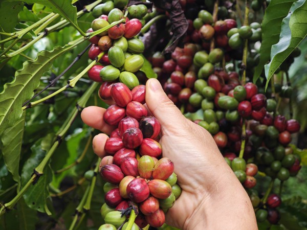Nông sản xuất siêu kỷ lục 18 tỉ USD, cà phê tăng mạnh nhất