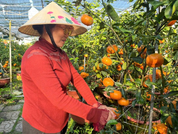 Quýt hồng kiểng Lai Vung rực rỡ chờ khách mua