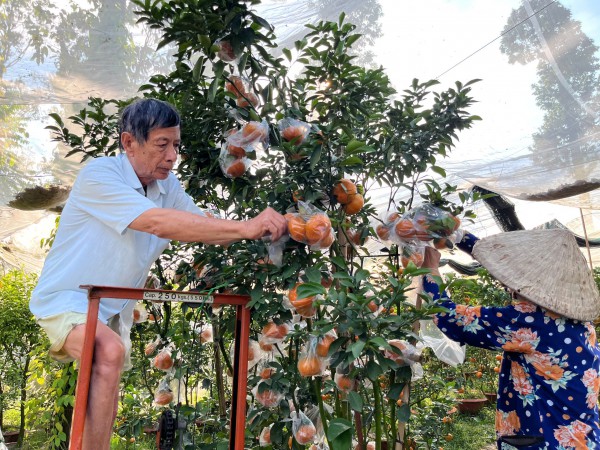 Quýt hồng kiểng Lai Vung rực rỡ chờ khách mua