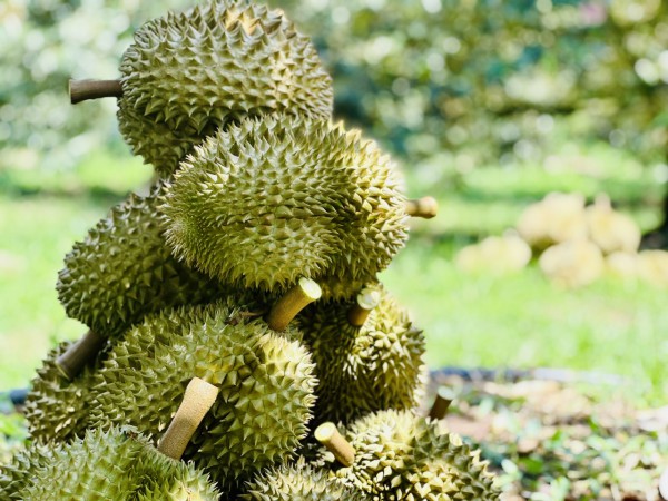 Rau quả lập kỷ lục mới