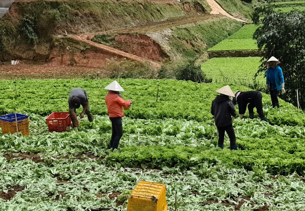 Sau mưa lũ, giá rau xanh ở Lâm Đồng tăng chóng mặt Sau mưa lũ, giá rau xanh ở Lâm Đồng tăng chóng mặt