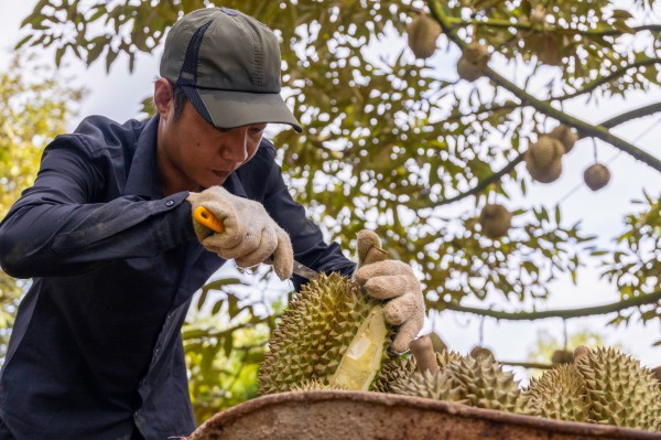 Sầu riêng Việt Nam sắp vượt Thái Lan ở thị trường Trung Quốc?